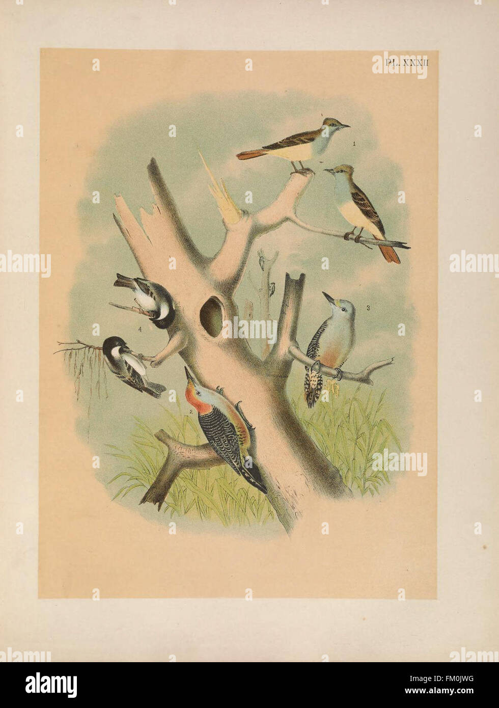 Die Vögel von Nordamerika (PL. XXXII) Stockfoto