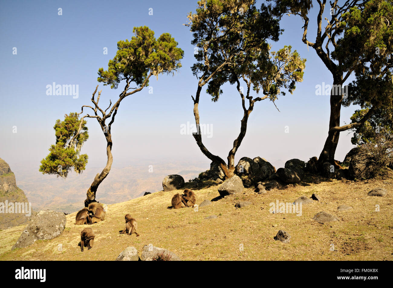 Beweidung Geladas (Theropithecus Gelada) und Bäume in den Simien Mountains Nationalpark, Amhara Region, Äthiopien Stockfoto