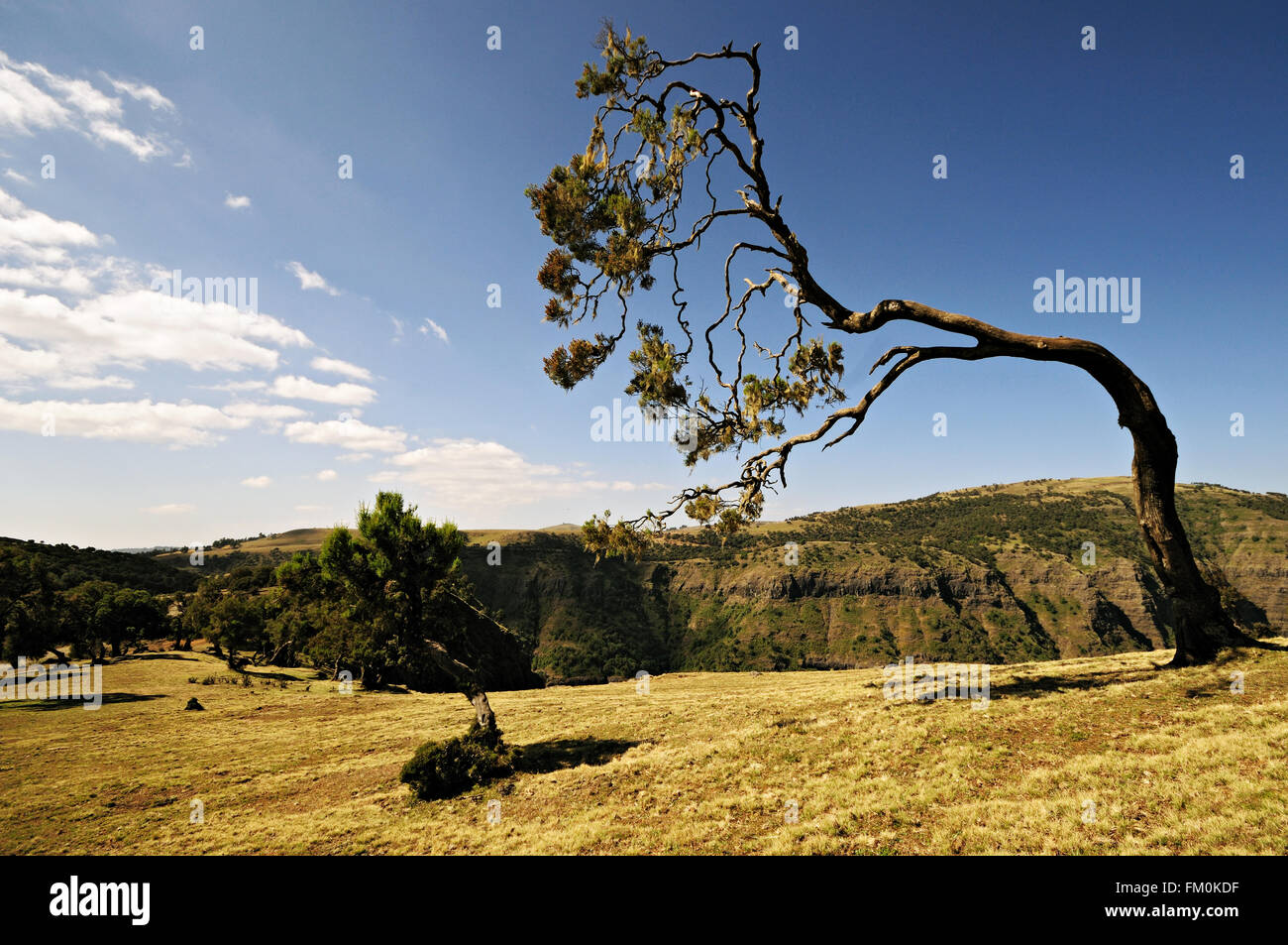 Windgepeitschte Bäume im Simien Mountains National Park, Amhara Region, Äthiopien Stockfoto