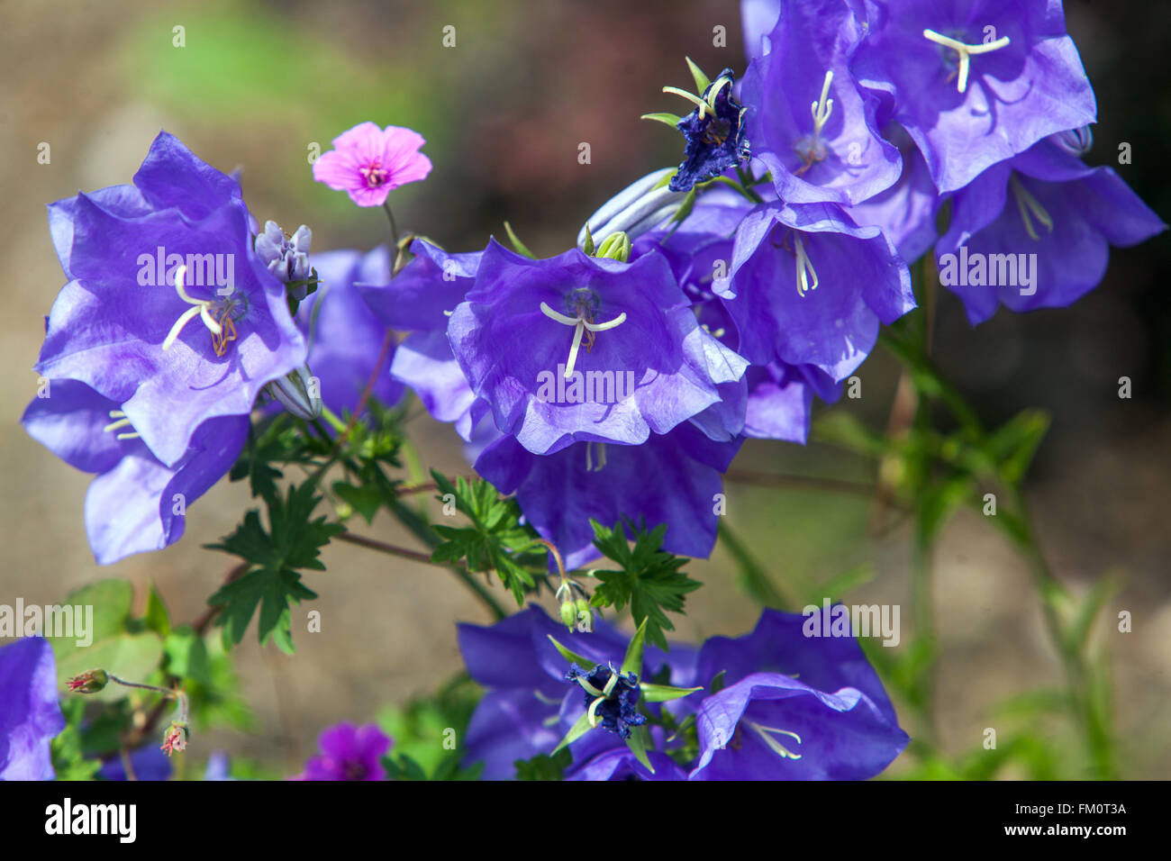 Pfirsich-blättrige Glockenblume, Campanula Persicifolia ´Grandiflora Coerulea´ Stockfoto