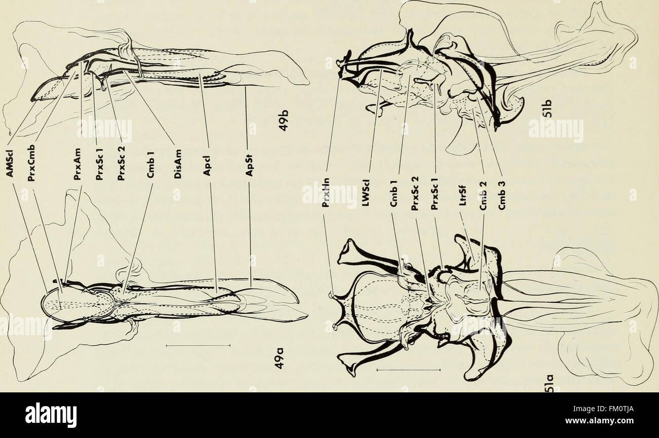 Der Samenerguss Komplex in Wasser Milben (Acari-Parasitengona) - Morphologie und potenziellen Wert für Systematik (1972) Stockfoto