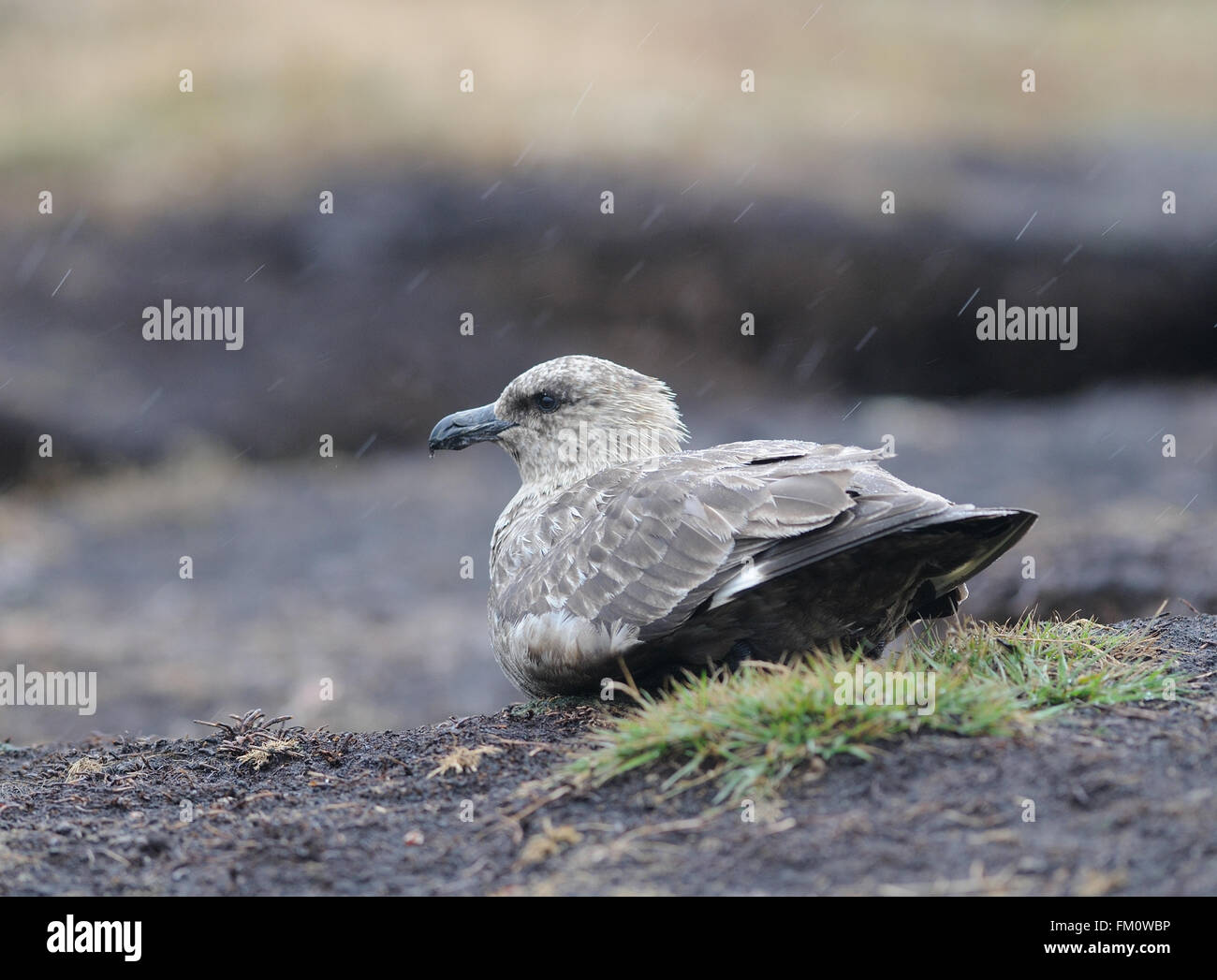 Ein Falkland Skua (Catharacta Antarctica) sitzt ein Gewitter. Karkasse Insel, Falkland-Inseln. Stockfoto