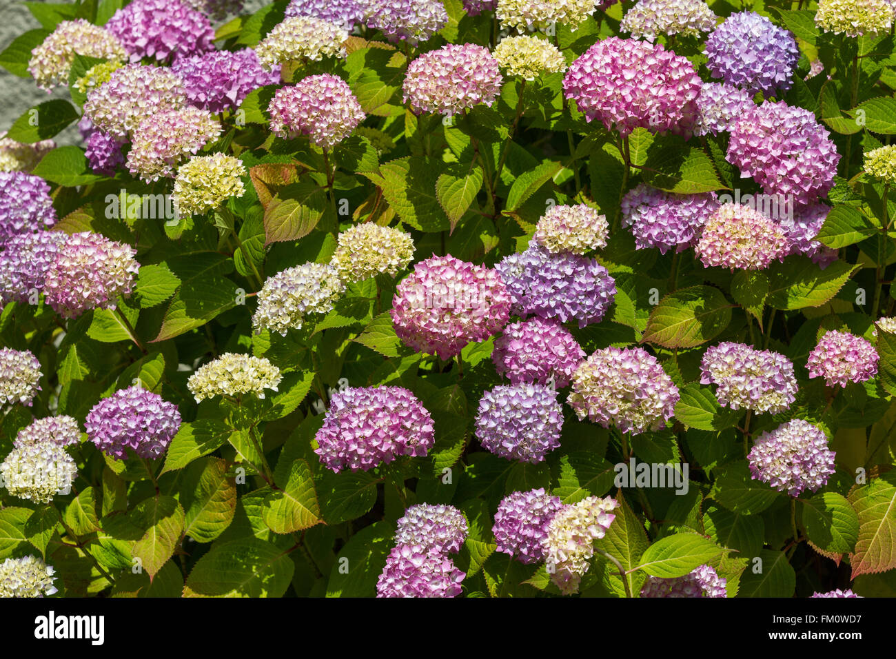 Hortensie in voller Blüte im Garten Stockfoto