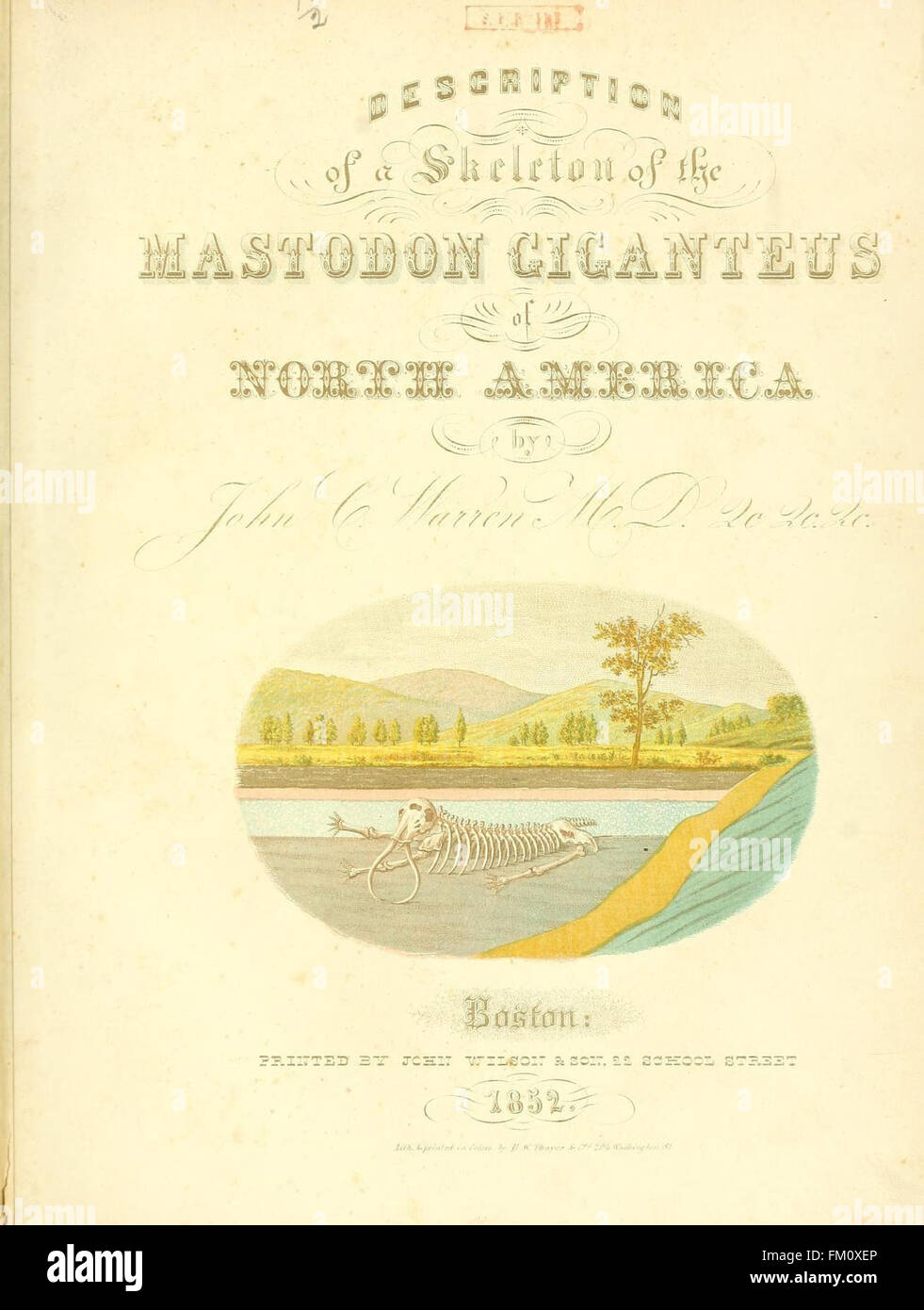 Eine detaillierte Studie über den Mastodon giganteus, eine ausgestorbene Mastodonart, die Nordamerika durchstreifte, wobei der Schwerpunkt auf seinen physikalischen Eigenschaften, seinem Lebensraum und seiner Bedeutung in der paläontologischen Forschung lag. Stockfoto