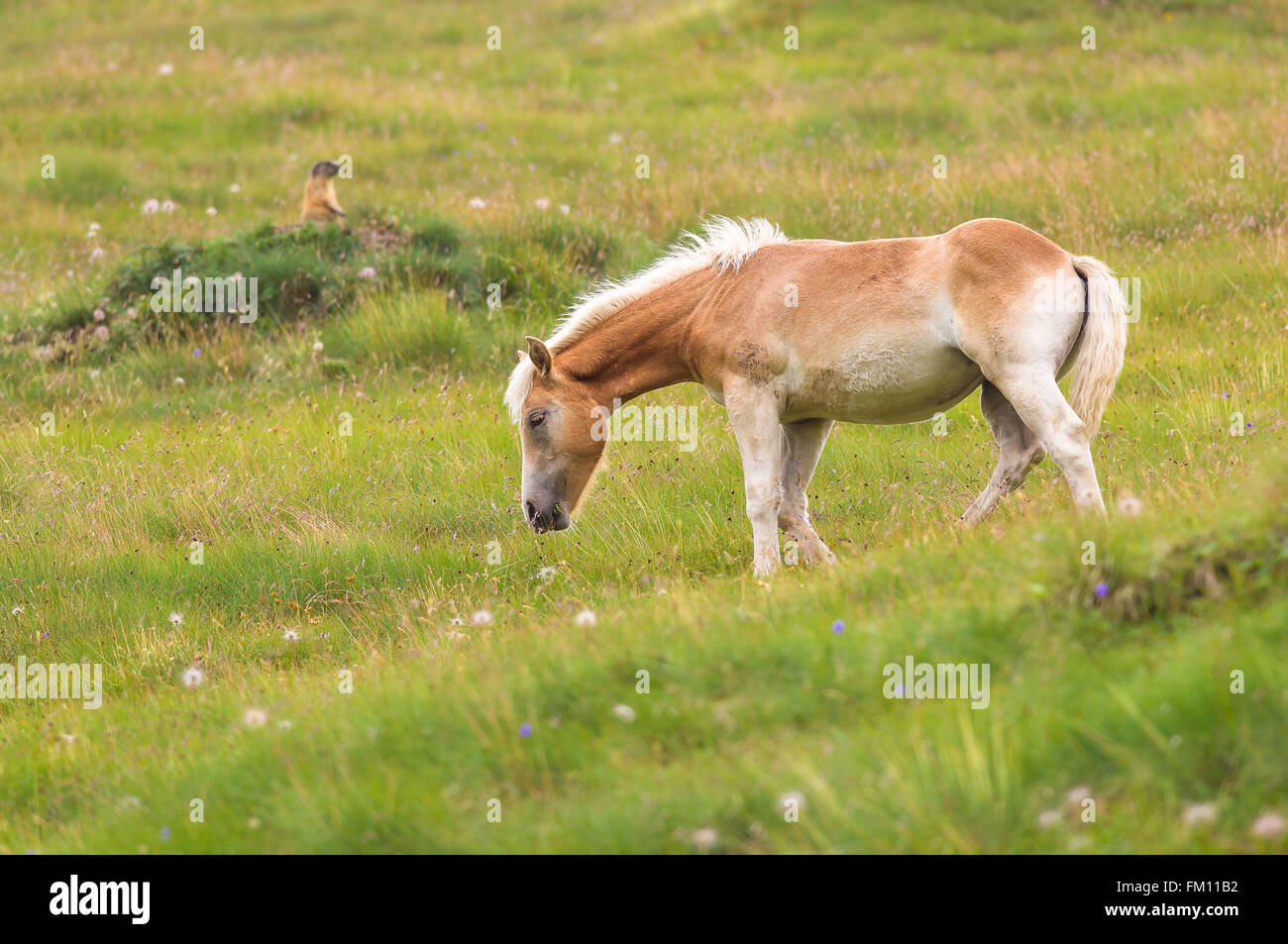 Palomino-Pferd auf einer Wiese weiden Stockfoto