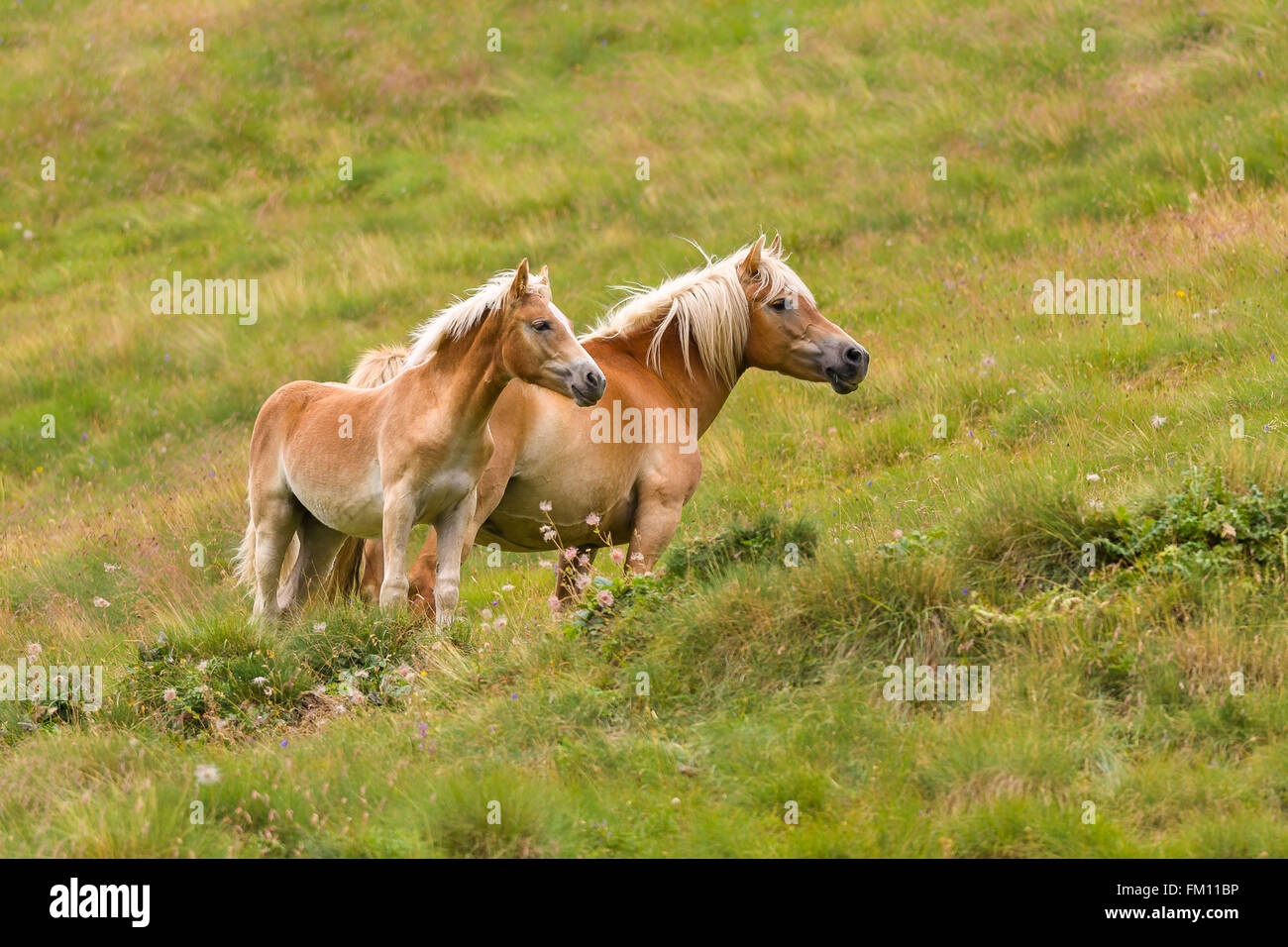 Paar Palomino Pferde auf der Wiese Stockfoto