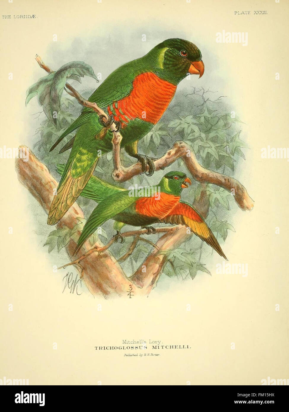 Diese Monografie konzentriert sich auf die Lories oder Pinselzangen Papageien und veranschaulicht ihre einzigartigen Merkmale, Verhaltensweisen und Lebensräume. Die Darstellung in Platte XXXIII hebt die charakteristische Zungenstruktur dieser Papageien hervor, die für die Nektarfütterung von wesentlicher Bedeutung ist. Stockfoto