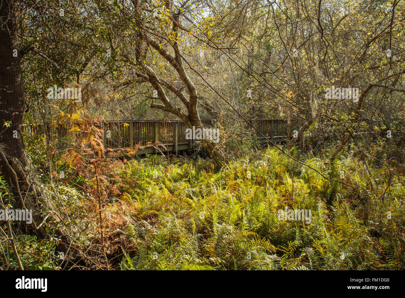 Der Boardwalk am Sawgrass Lake Park in St. Petersburg, Florida, USA Stockfoto