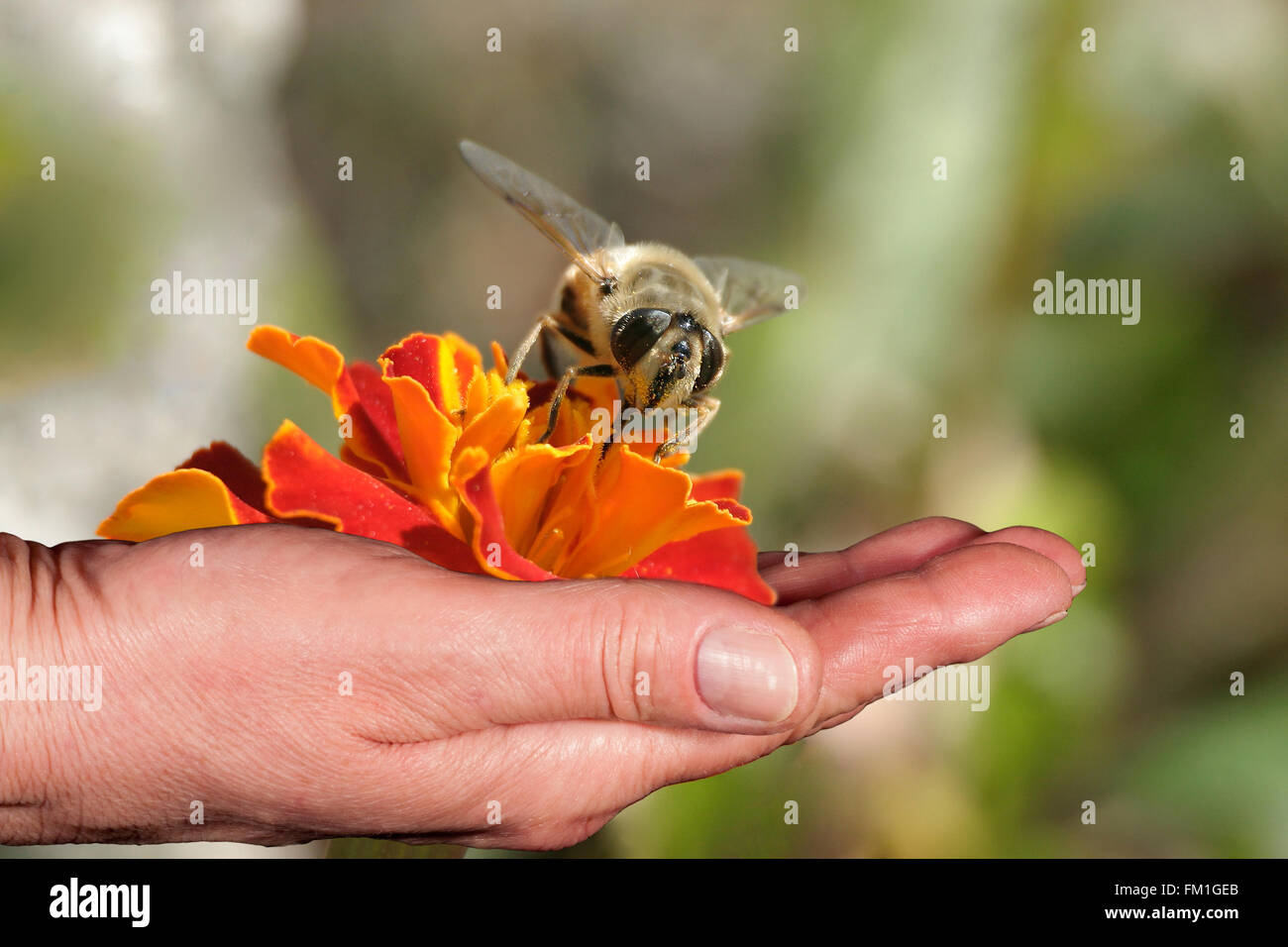 Biene und Orange Blume in der Hand, Nahaufnahme Stockfoto