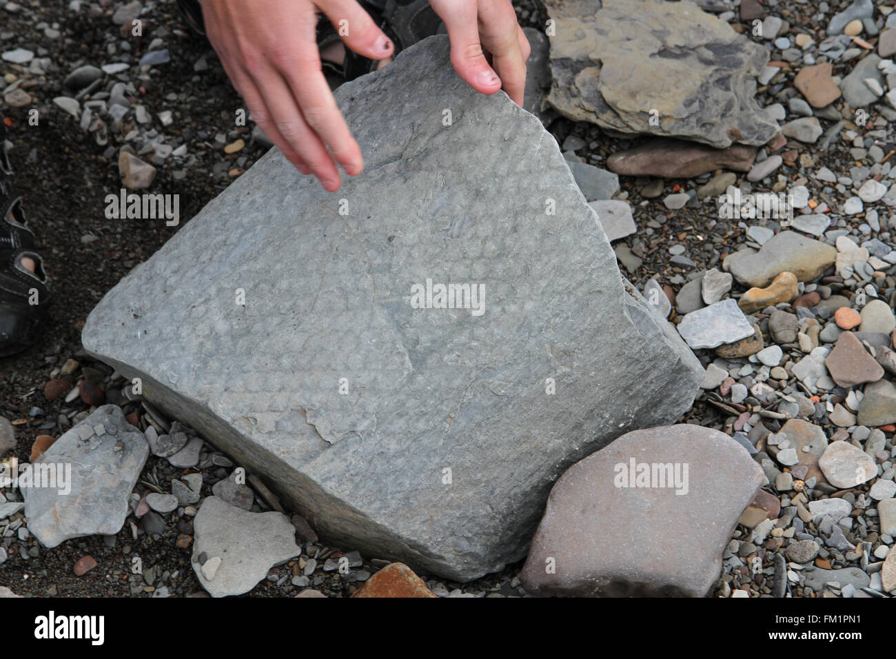 Einer der vielen Fossilien unterhalb der Steilküste im Joggins Fossil Zentrum Stockfoto