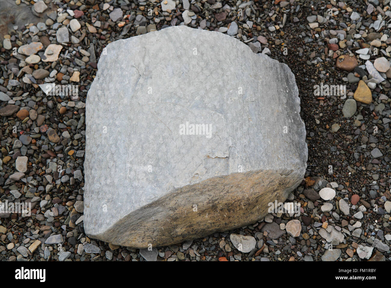 Einer der vielen Fossilien unterhalb der Steilküste im Joggins Fossil Zentrum Stockfoto