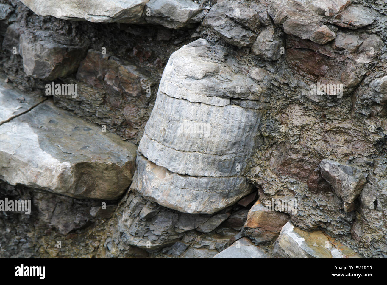 Einer der vielen Fossilien unterhalb der Steilküste im Joggins Fossil Zentrum Stockfoto