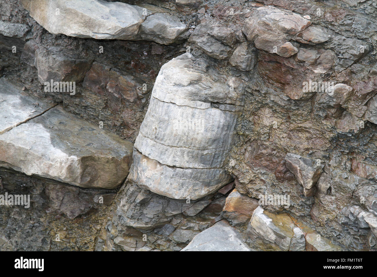 Einer der vielen Fossilien unterhalb der Steilküste im Joggins Fossil Zentrum Stockfoto