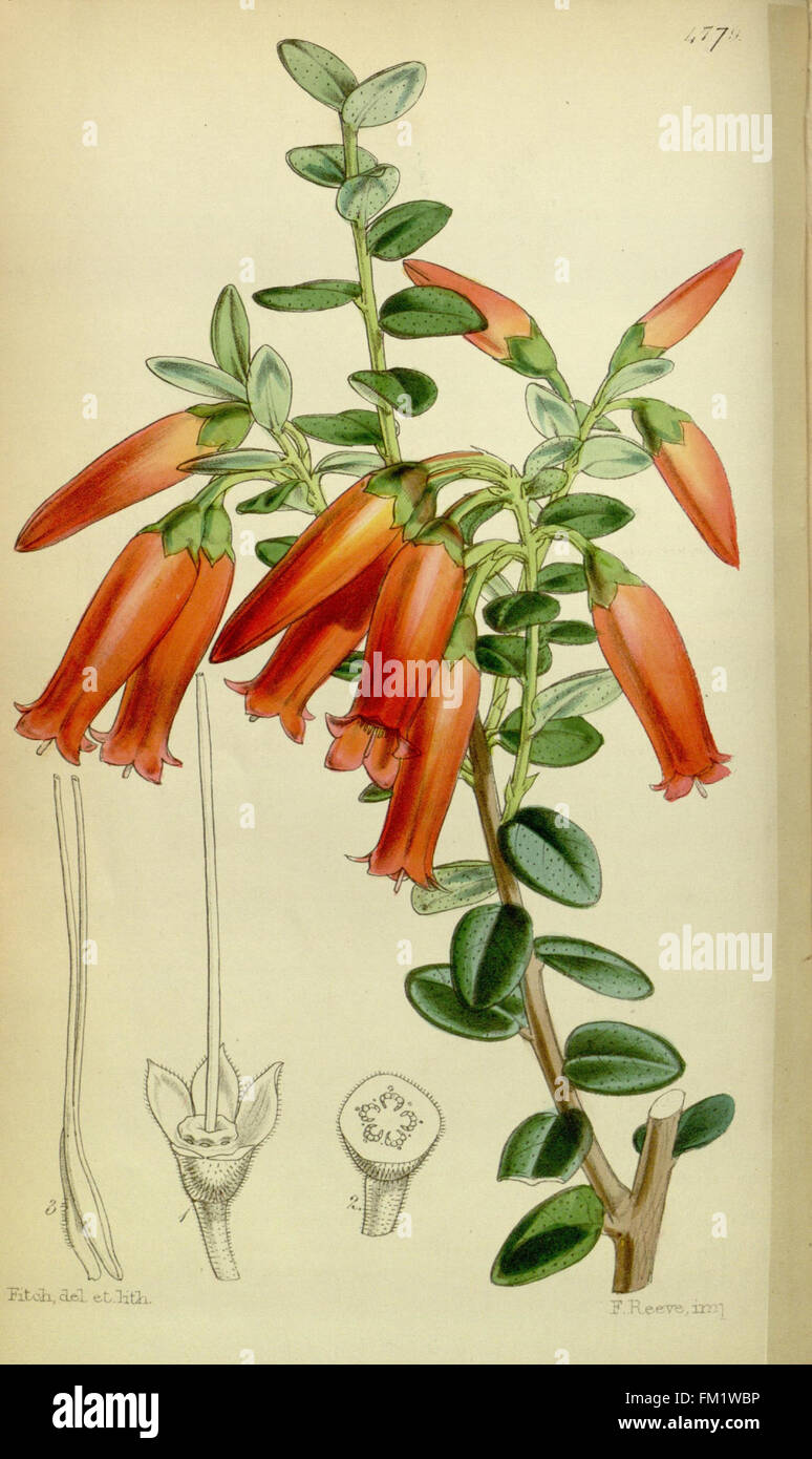 Curtis es botanical Magazine (Tab. 4779) Stockfoto