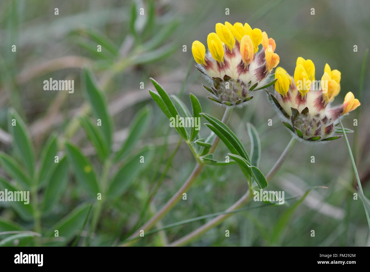 Niere Wicke (Anthyllis Vulneraria). Blütenstände einer niedrig wachsenden gelb blühenden Pflanze in der Erbse Familie (Fabaceae) Stockfoto
