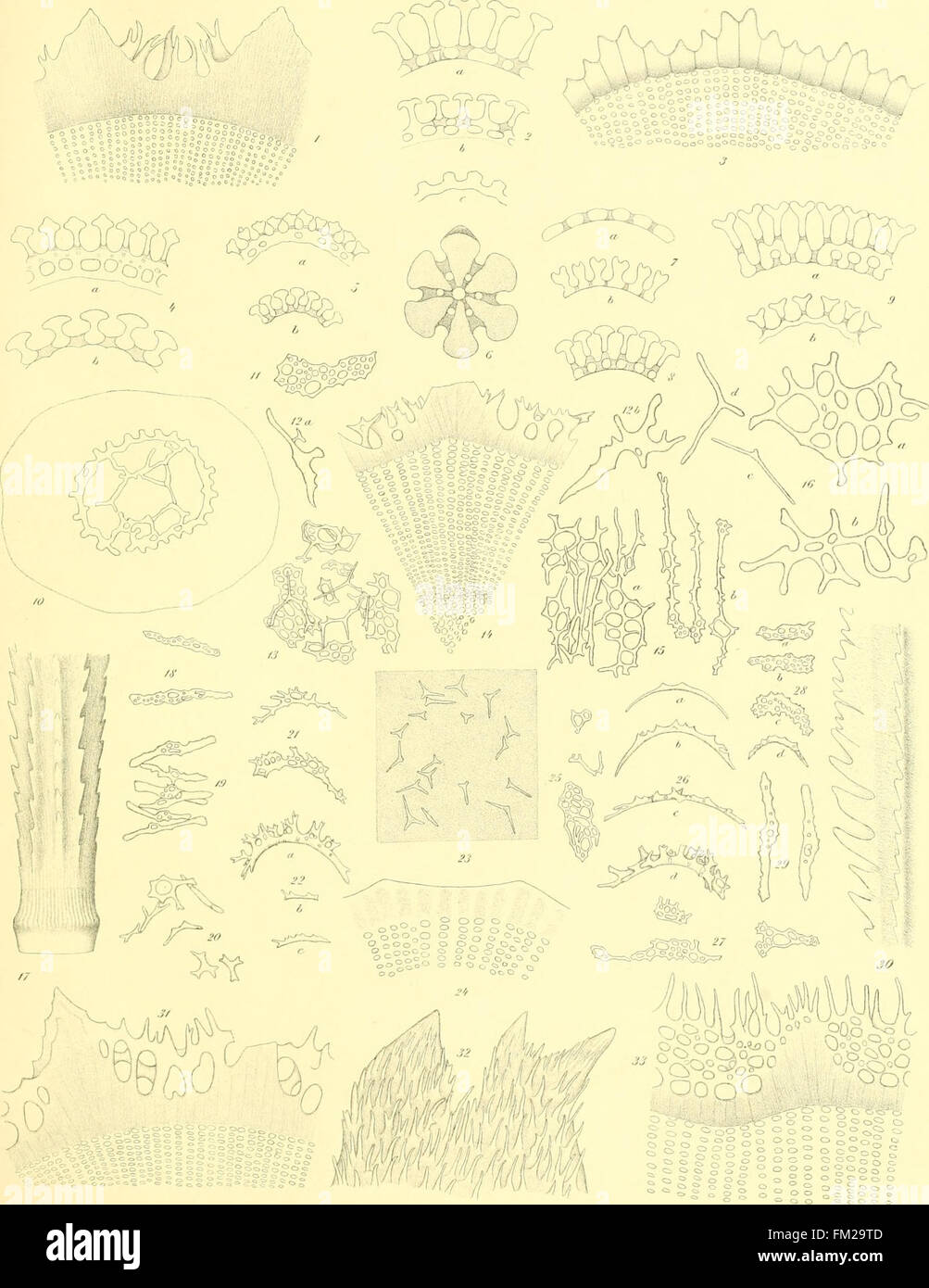 Diese Arbeit von 1903 konzentriert sich auf Echinoide, eine Klasse von wirbellosen Meerestieren, die detaillierte Informationen über ihre Klassifizierung, ökologische Rolle und Artenvielfalt liefern. Stockfoto