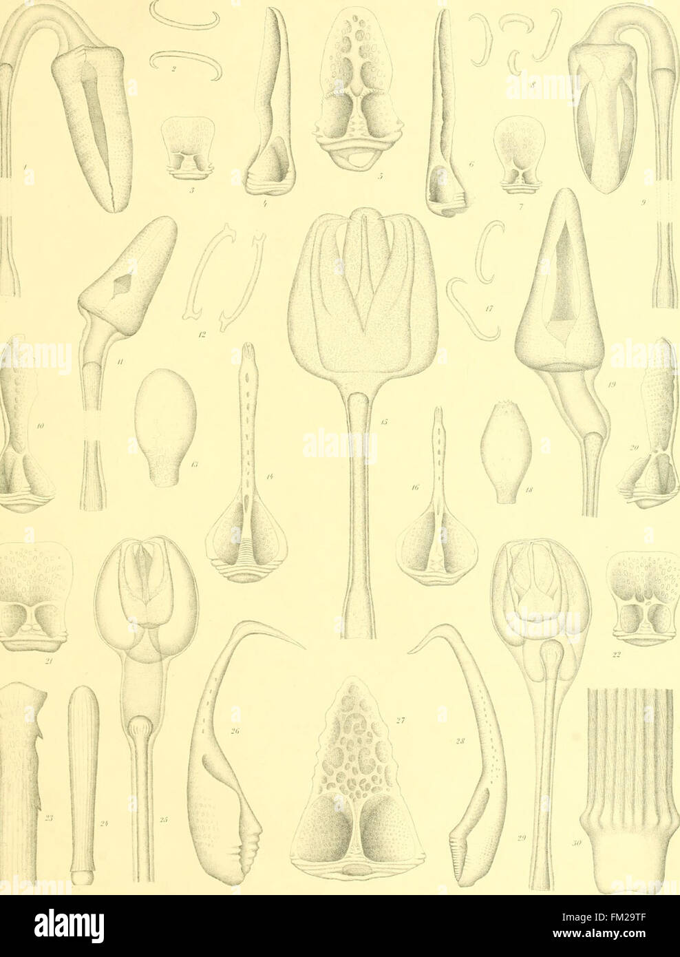 Eine detaillierte Studie über Echinoidea, eine Klasse von Meerestieren, die allgemein als Seeigel bekannt sind, mit Schwerpunkt auf ihrer Anatomie, Biologie und Klassifizierung. Das Buch befasst sich mit den verschiedenen Arten und gibt Einblicke in ihre ökologische Rolle in Meeresumwelt. Stockfoto