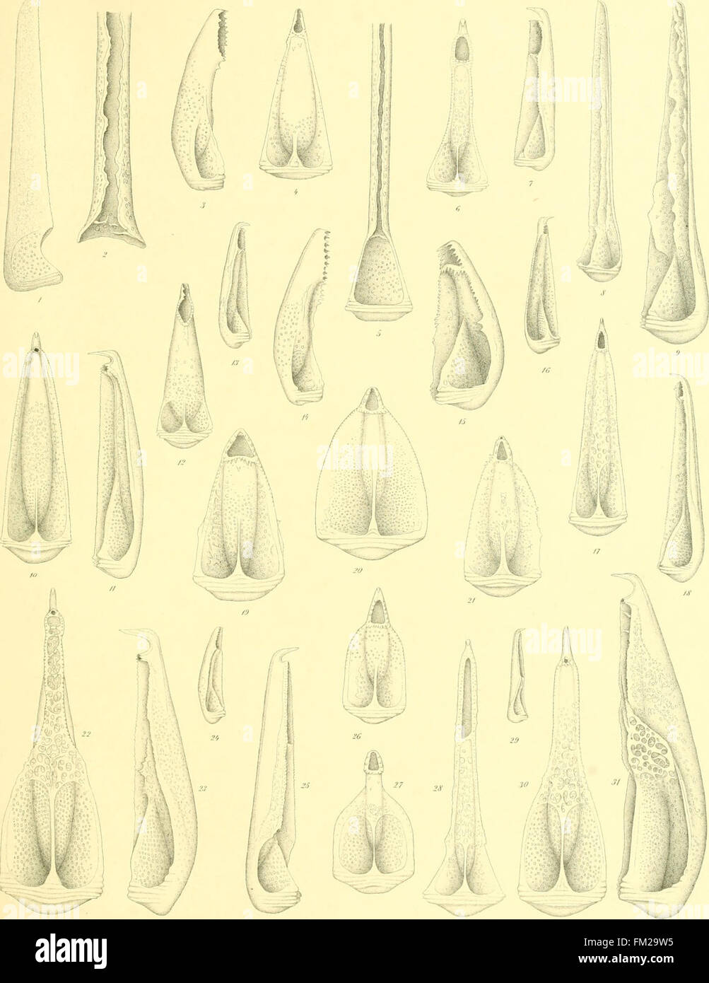 Eine wissenschaftliche Arbeit aus dem Jahr 1903 über die Klasse Echinoidea, die Seeigel und verwandte Arten umfasst. Die Studie liefert detaillierte Beschreibungen und Abbildungen dieser wirbellosen Meerestiere. Stockfoto