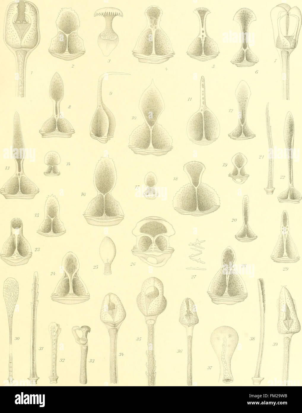 Diese wissenschaftliche Arbeit aus dem Jahr 1903 konzentriert sich auf die Klasse Echinoidea, eine Gruppe von wirbellosen Meerestieren einschließlich Seeigeln und Sanddollar. Sie deckt ihre Biologie, Klassifizierung und ökologische Rolle ab. Stockfoto