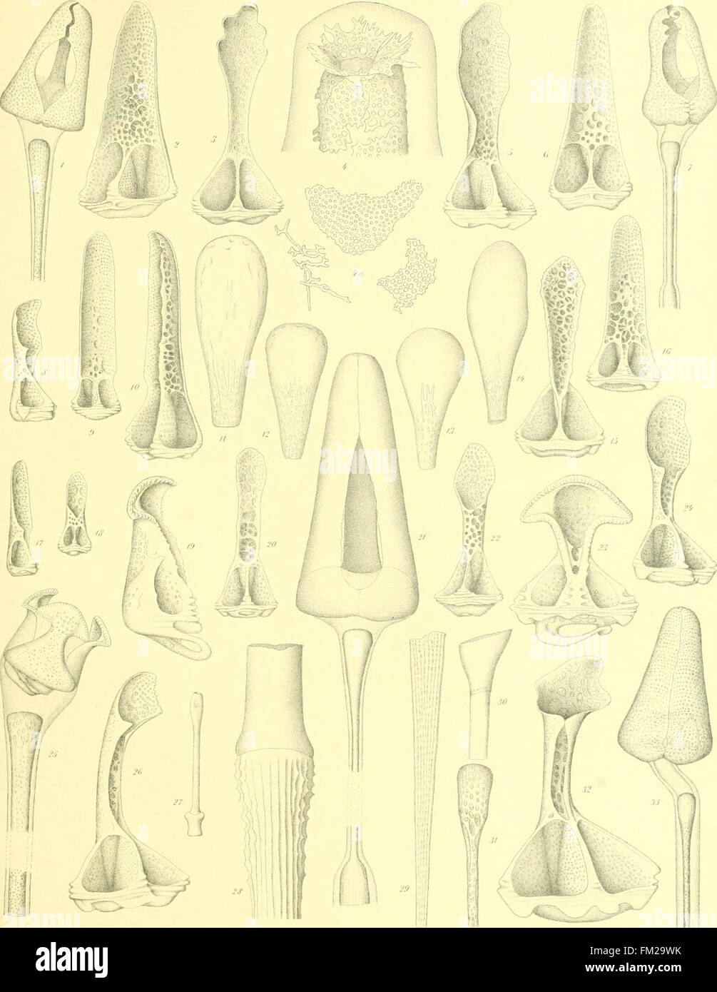 Diese Arbeit aus dem Jahr 1903 bietet detaillierte Beschreibungen und Illustrationen von Echinoidea, einer Klasse von wirbellosen Meerestieren mit Schwerpunkt auf ihrer Morphologie und Klassifizierung. Stockfoto