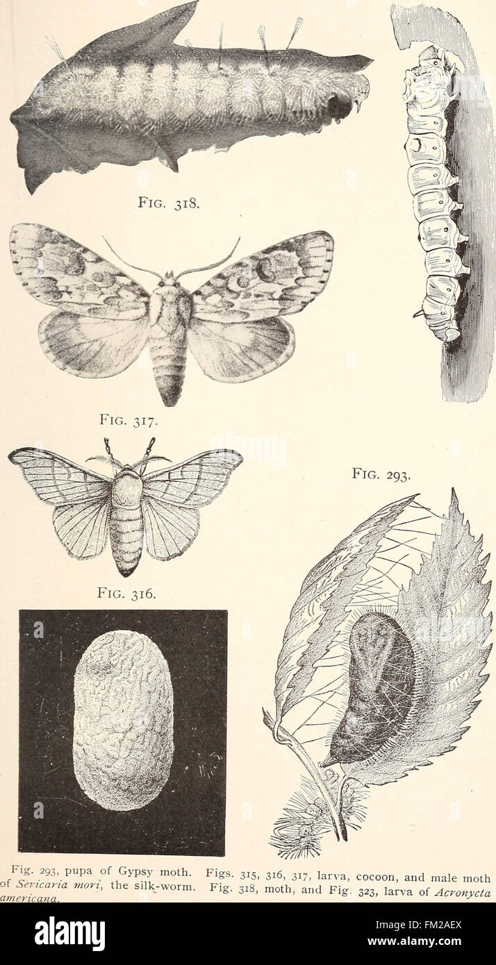 Ökonomische Entomologie für den Landwirt... (1896) Stockfoto