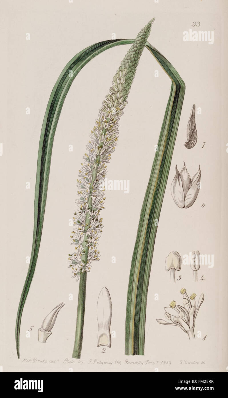 Platte 33 aus Edwards's Botanical Register zeigt einen detaillierten handkolorierten Kupferstich einer Pflanzenart, der die botanischen Merkmale von Zierpflanzen veranschaulicht. Das Werk dient als wesentliche visuelle Referenz für die Botanik und Pflanzeneinführung des 19. Jahrhunderts. Stockfoto