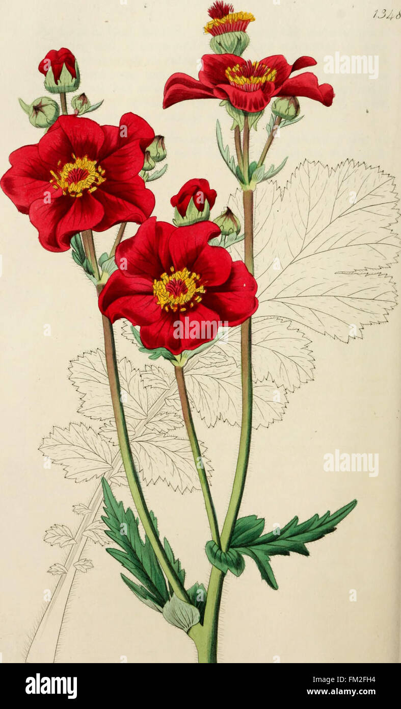 Ein umfassendes Register mit Details zu Zierblumen und Sträuchern, das sich auf ihre Eigenschaften, ihren Anbau und ihre Verwendung in der Gartengestaltung konzentriert. Das Werk umfasst Illustrationen verschiedener Pflanzen und dient als wichtige Referenz für Gartenbauern und Gartenliebhaber. Stockfoto