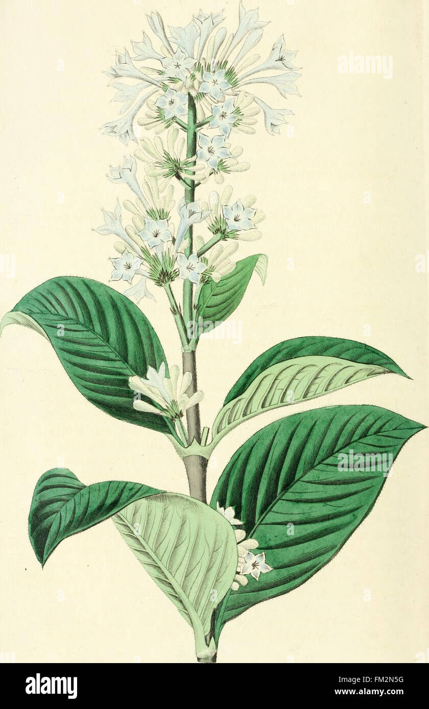 „Edwards' Botanical Register“ (1829-1847) zeigt detaillierte botanische Illustrationen von Zierpflanzen, die ihre Einführung in englische Gärten im 19. Jahrhundert hervorheben. Stockfoto