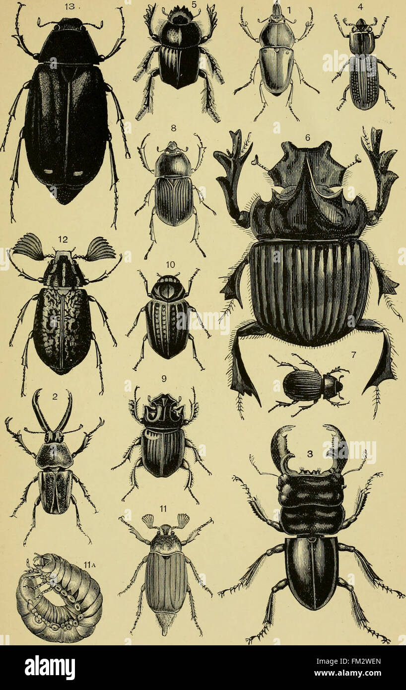 Elementares Lehrbuch der Entomologie (1892 Stockfotografie Alamy