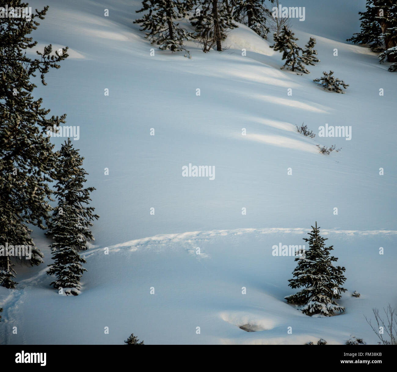 Einzelne Tiere Weg durch unberührten Schnee unter den immergrünen Bäumen Stockfoto