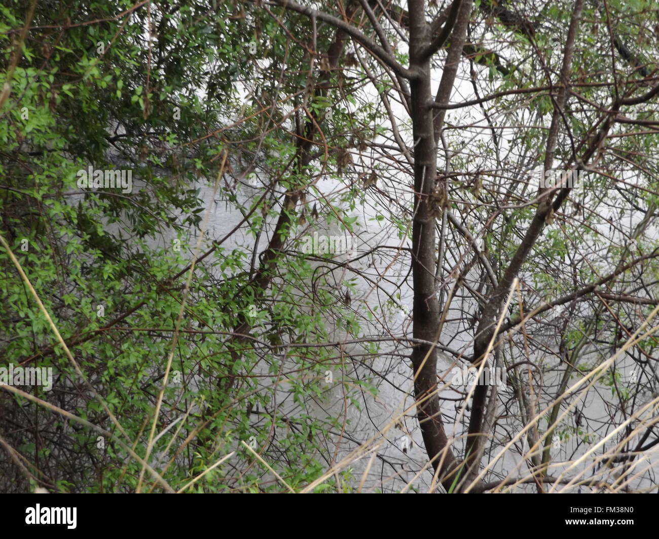 Sonoma County, Kalifornien, USA. 10. März 2016. Russian River Überschwemmungen in Alexander Valley, Sonoma County, California Kredit: Liz Stringfellow/Alamy Live News Stockfoto