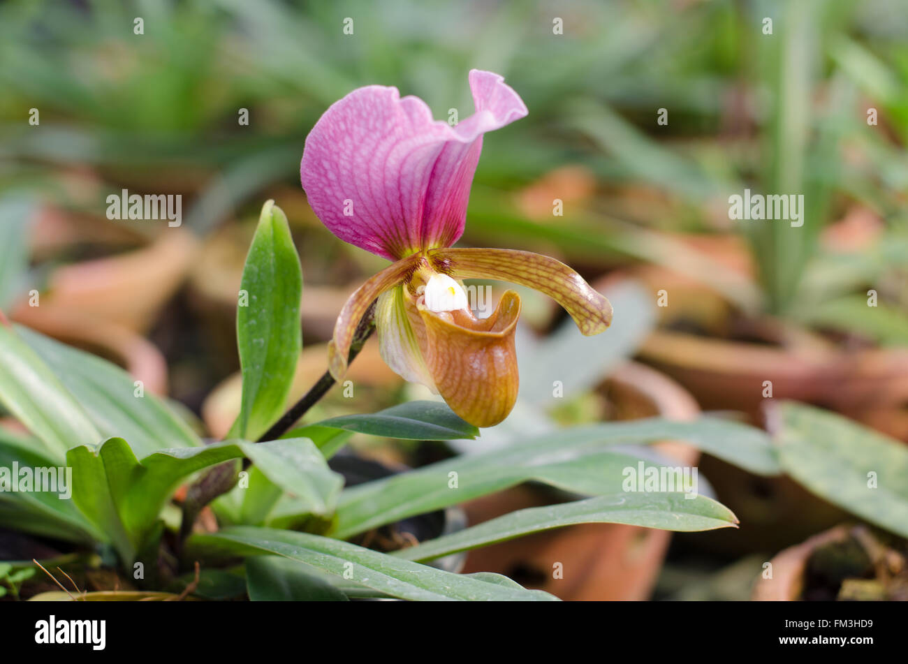 Paphiopedilum Charlesworthii Blume Stockfoto