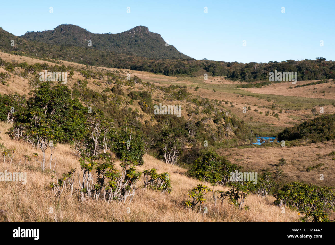 Hochalpine Patana Wiesen bei Horton Plains Nationalpark, Sri Lanka Stockfoto