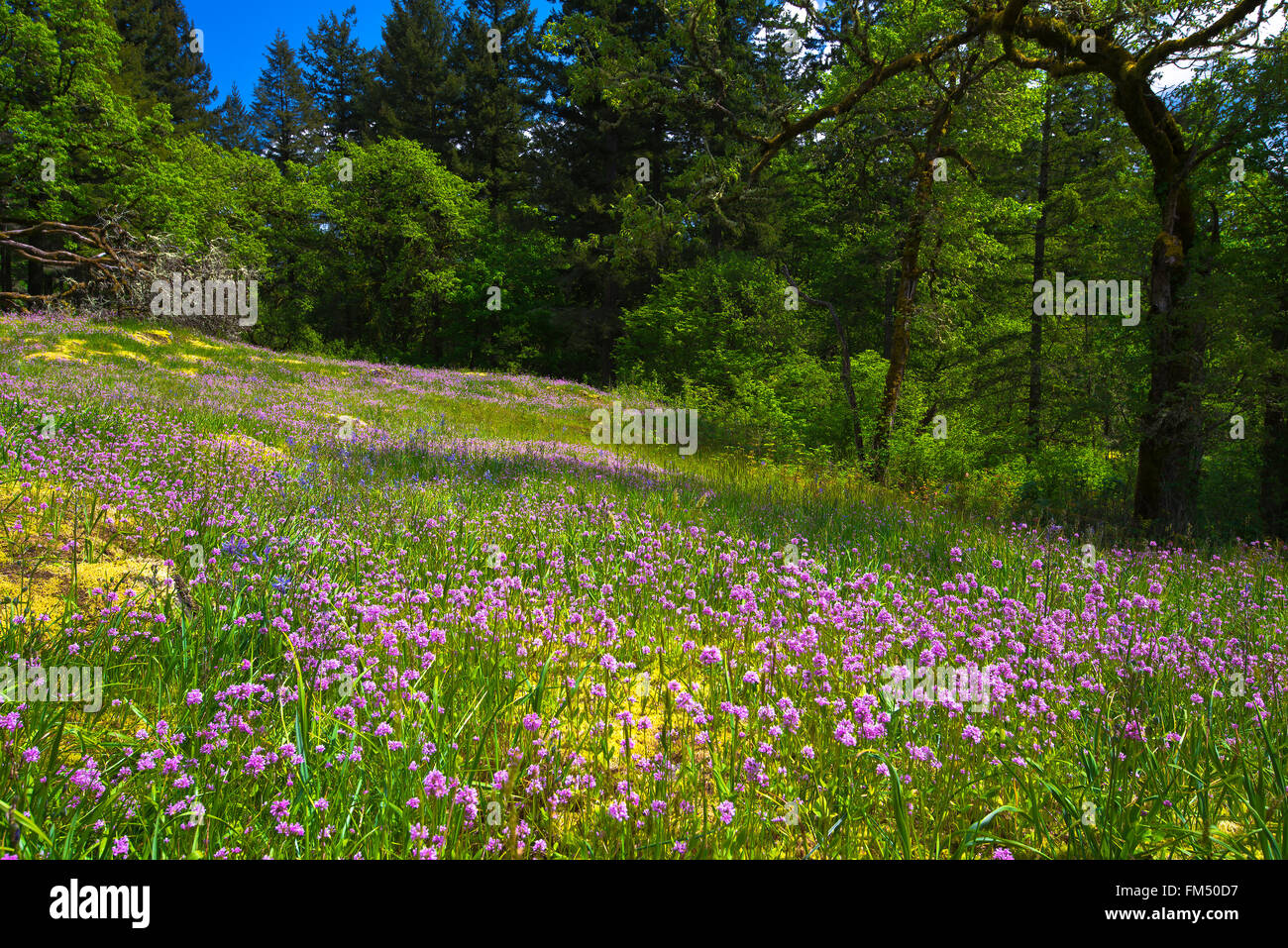 Lila Blumen auf der malerischen Lichtung im Wald mit grünen Laub- und Nadelbäumen Bäumen, bemoosten Steinen mit gelben Moos auf Stockfoto