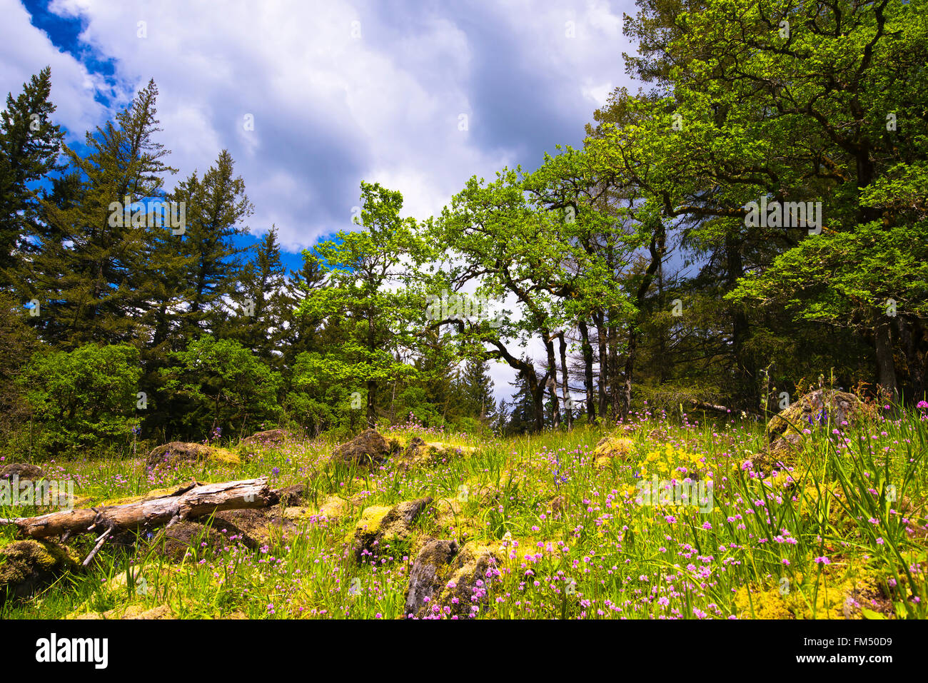 Frühlingslandschaft von Holz, bunten Blumen, grün und gelb Moos auf den Felsen am Hang Lichtung im Wald o Stockfoto