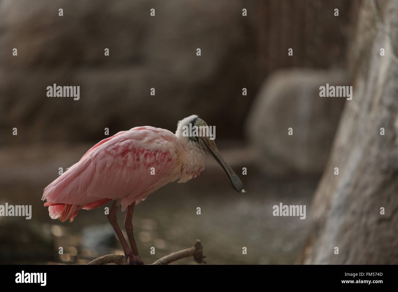Rosige Löffler, Platalea Ajaja ist ein rosa Vogel mit einer flachen Rechnung gefunden im zentralen Argentinien und Chile Stockfoto