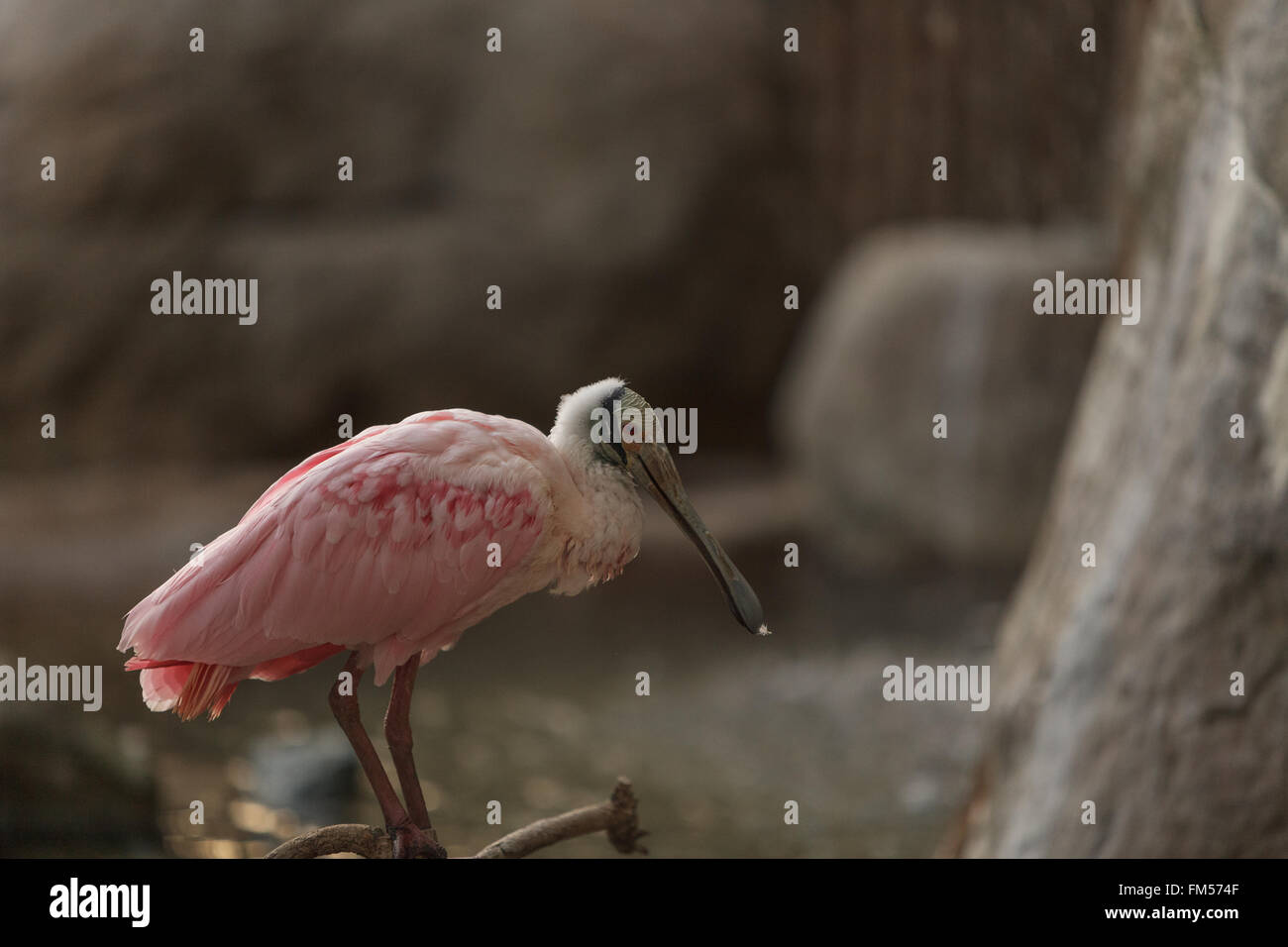 Rosige Löffler, Platalea Ajaja ist ein rosa Vogel mit einer flachen Rechnung gefunden im zentralen Argentinien und Chile Stockfoto