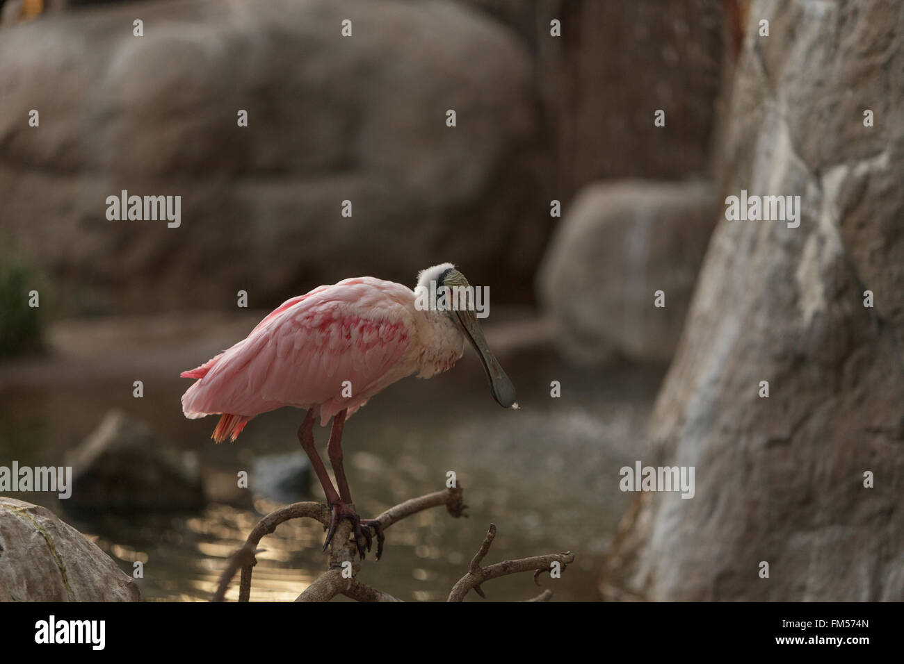 Rosige Löffler, Platalea Ajaja ist ein rosa Vogel mit einer flachen Rechnung gefunden im zentralen Argentinien und Chile Stockfoto