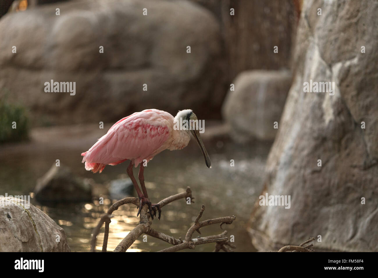 Rosige Löffler, Platalea Ajaja ist ein rosa Vogel mit einer flachen Rechnung gefunden im zentralen Argentinien und Chile Stockfoto