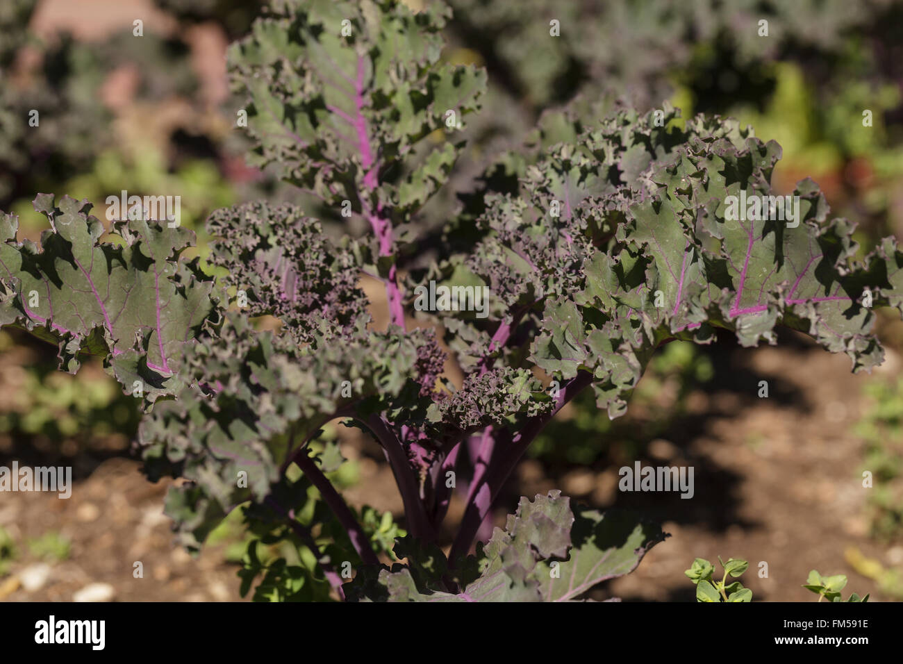 Scharlachrote Kale, Brassica Oleracea, wächst in einen Bio-Garten auf einer Farm in Los Angeles, Kalifornien, USA. Stockfoto