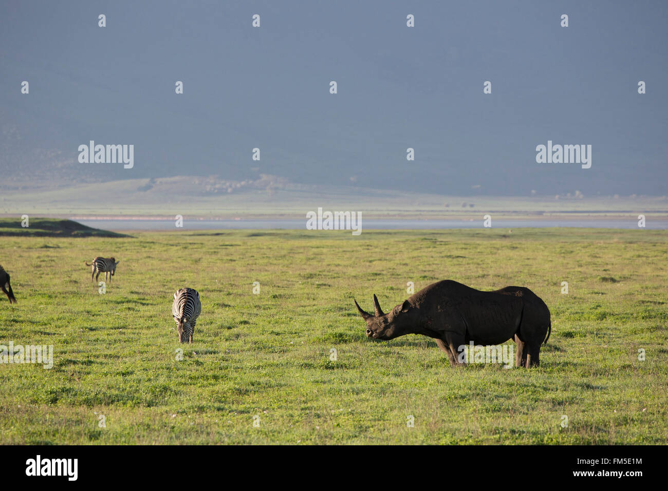 Breitmaulnashorn suchen Stockfoto
