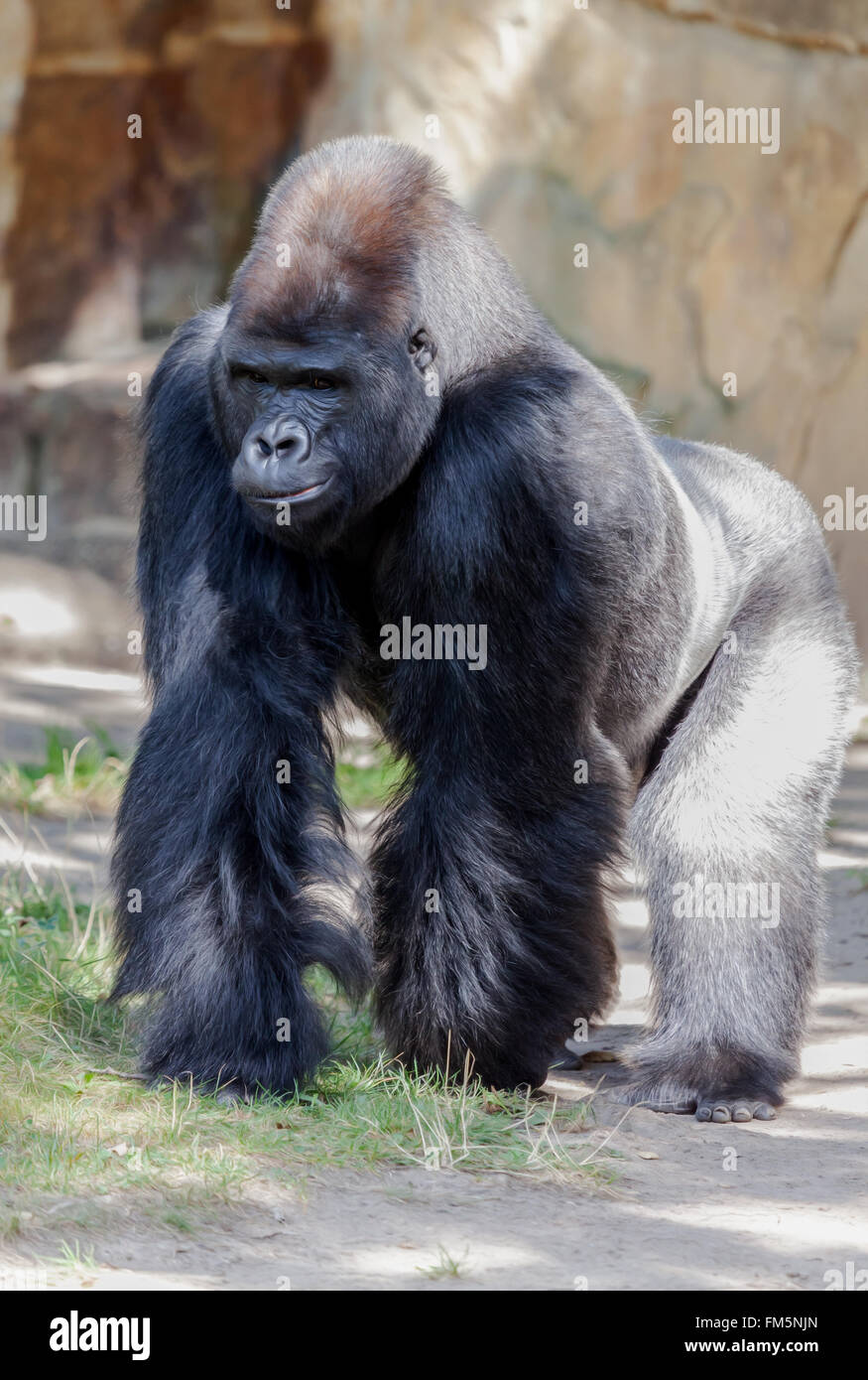 Gorilla Einsätze aus seinem Revier Stockfoto