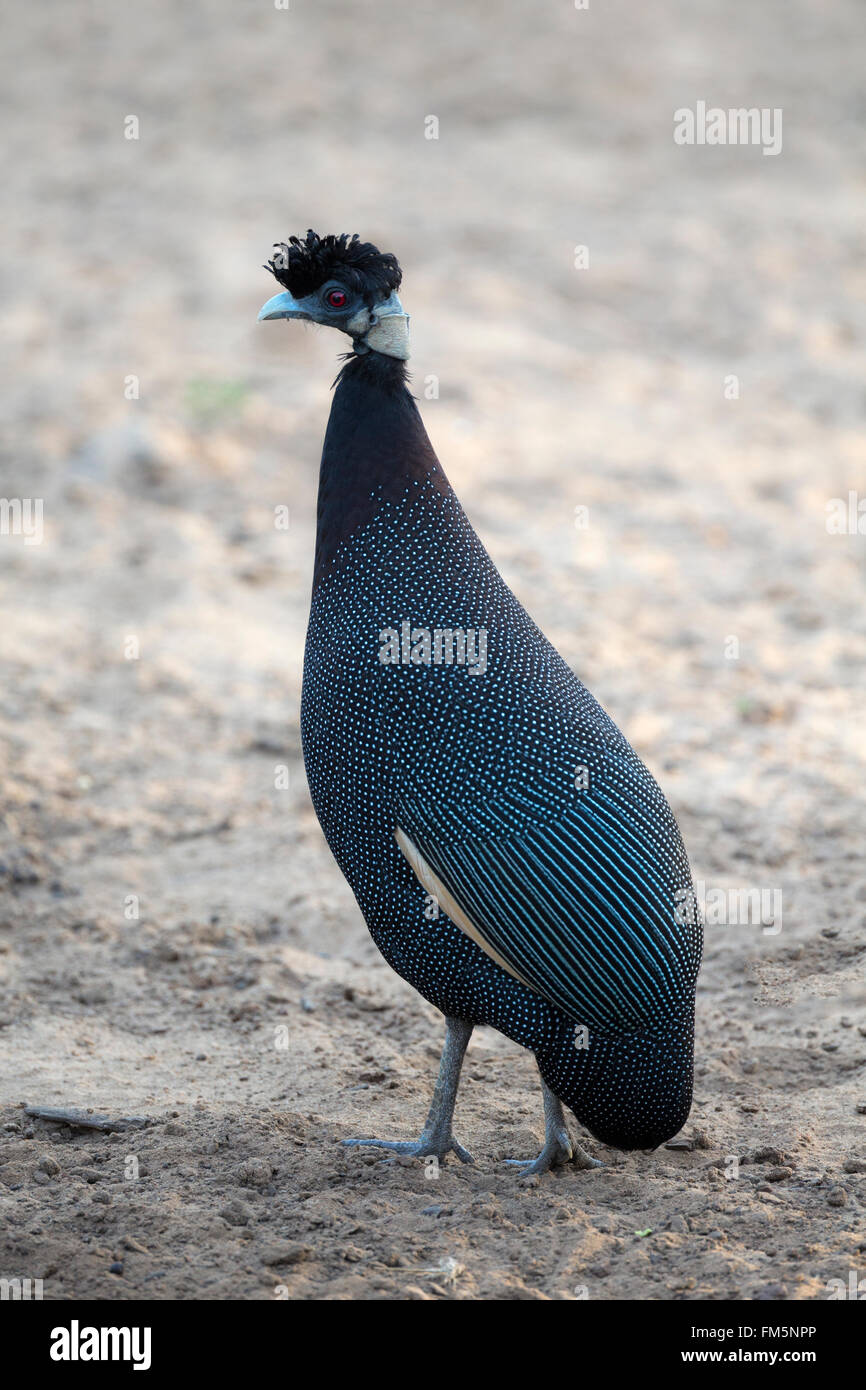 Crested Perlhühner (Guttera Pucherani), Mkhuze Wildgehege, KwaZulu-Natal, Südafrika Stockfoto