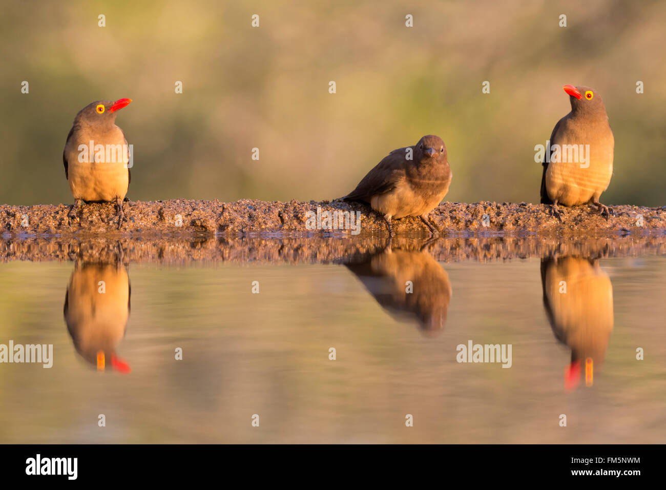 Rot-billed Oxpeckers (Buphagus Erythrorhynchus), Zimanga private Game reserve, KwaZulu-Natal, Südafrika Stockfoto