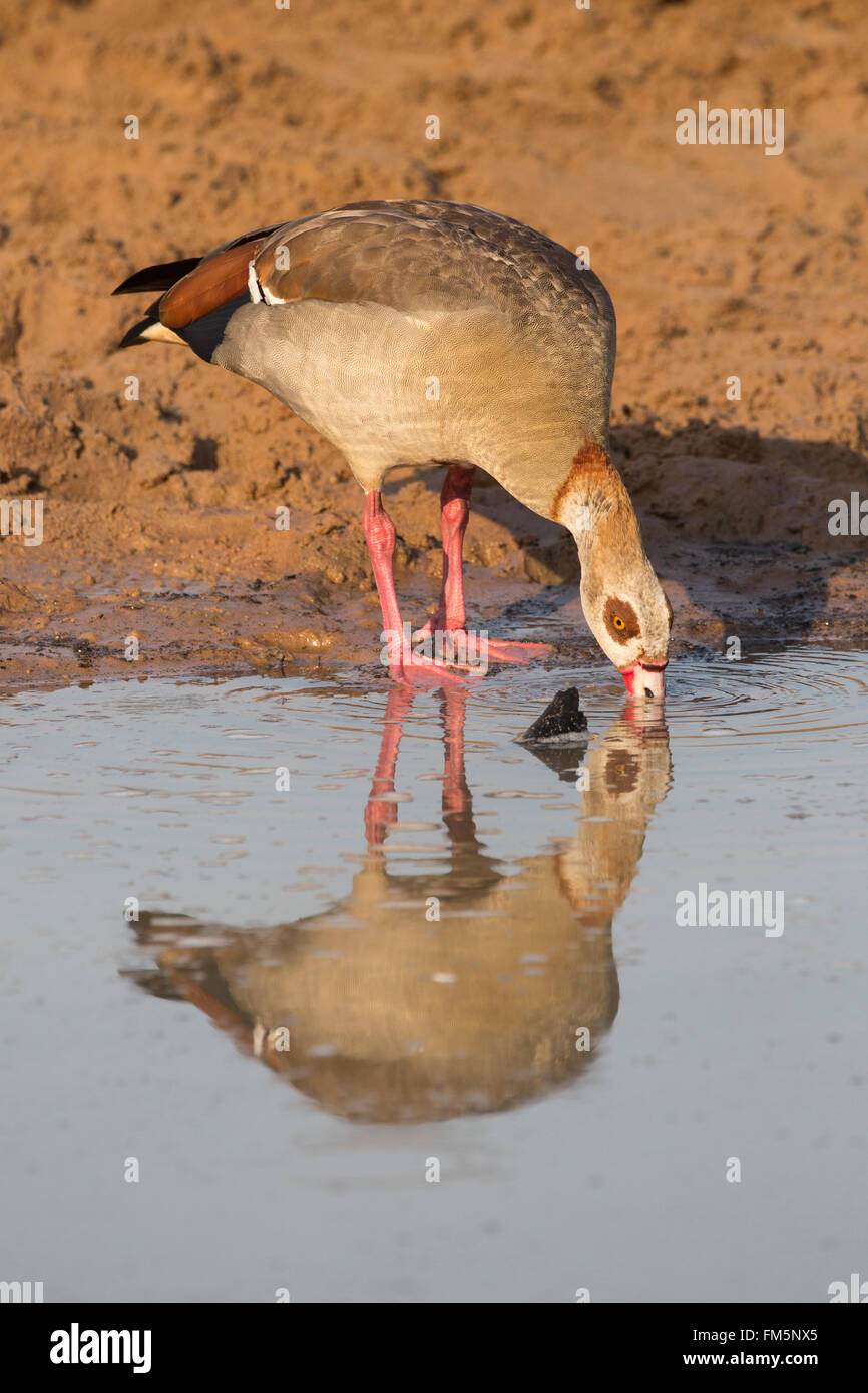 Nilgans (Alopochen Aegyptiaca), Mkhuze Wildgehege, KwaZulu-Natal, Südafrika Stockfoto