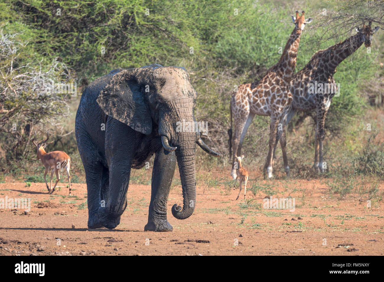 Afrikanischen Elefantenbullen (Loxodonta Africana), am Wasserloch mit Giraffen, Krüger Nationalpark, Südafrika Stockfoto