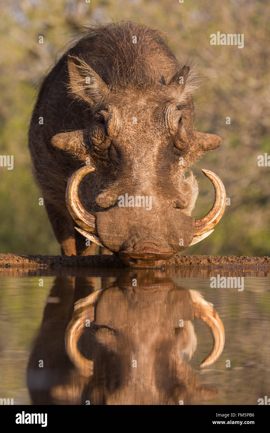 Warzenschwein (Phacochoerus Aethiopicus), am Wasser, Zimanga Wildreservat KwaZulu-Natal, Südafrika Stockfoto