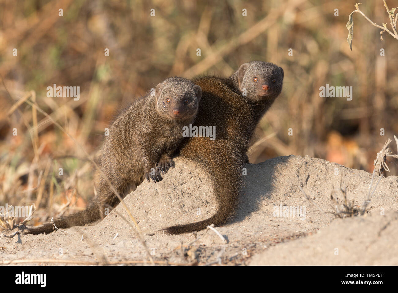 Zwerg-Mungo (Helogale Parvula) auf Termite Mound, Krüger Nationalpark, Südafrika Stockfoto