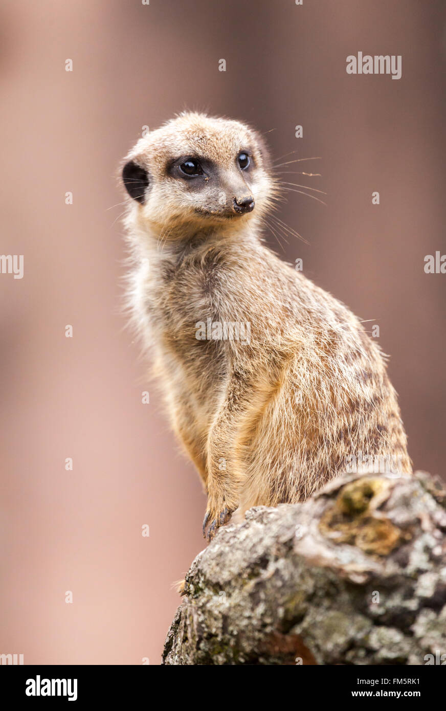 ein Erdmännchen sitzt auf Holz und schaut nach rechts Stockfoto