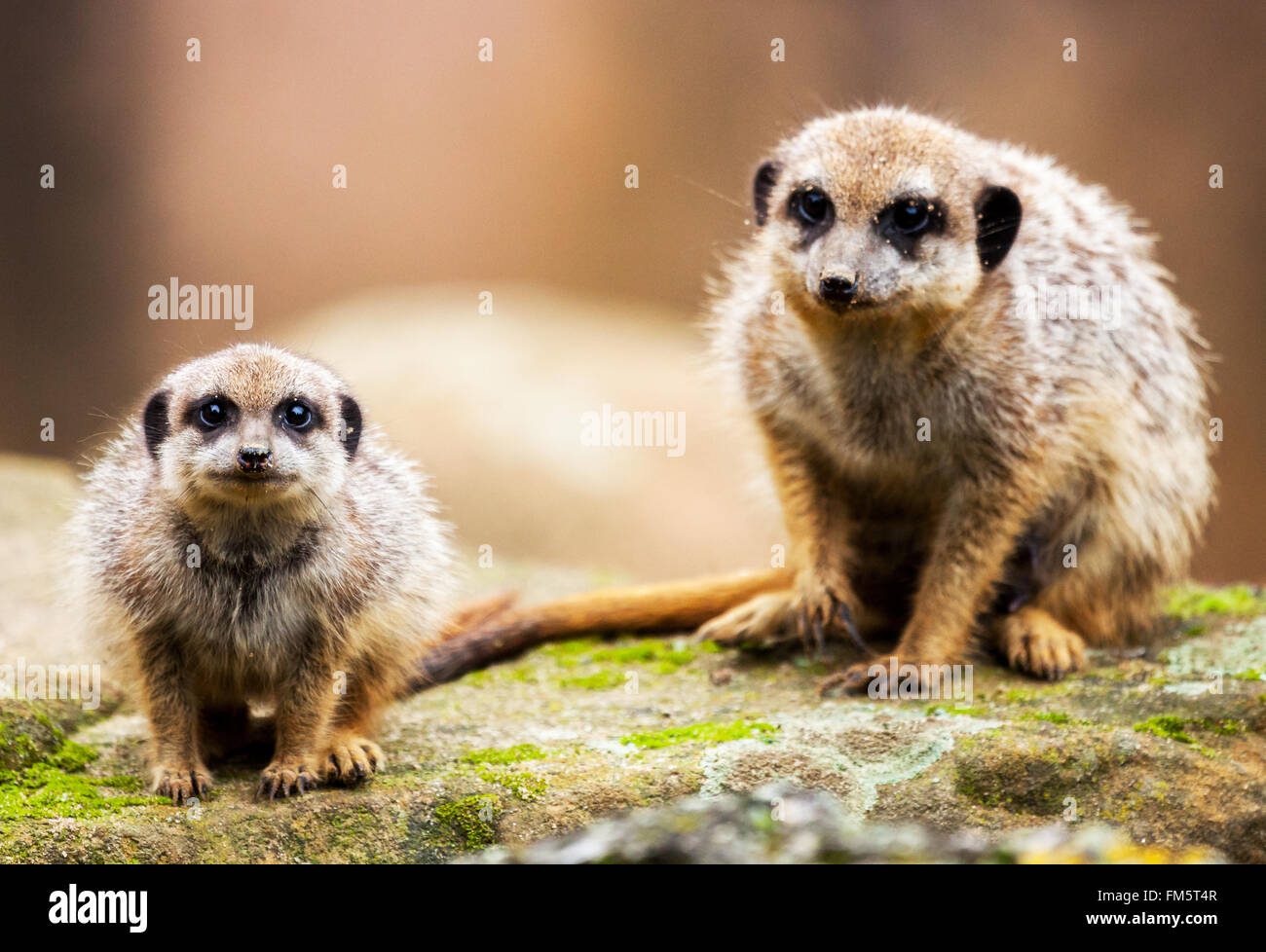 zwei Erdmännchen auf Stein sitzend und auf die Kamera Stockfoto